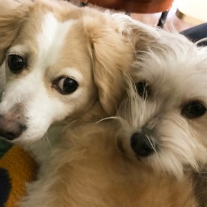 Margot and Lola, not staff but important nonetheless